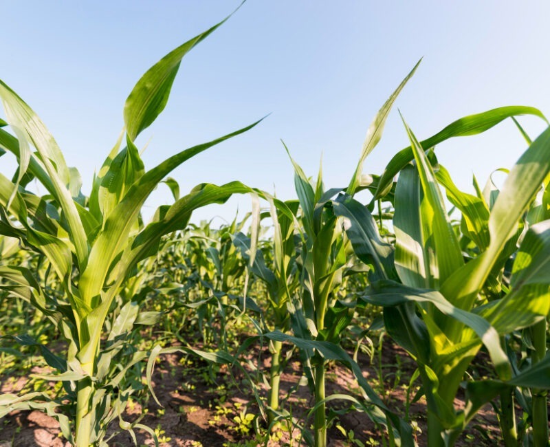 Αύξηση Συνολικής Παραγωγής Καλαμποκιού​