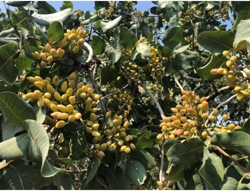 Αύξηση Συνολικής Παραγωγής Φιστικιάς ​