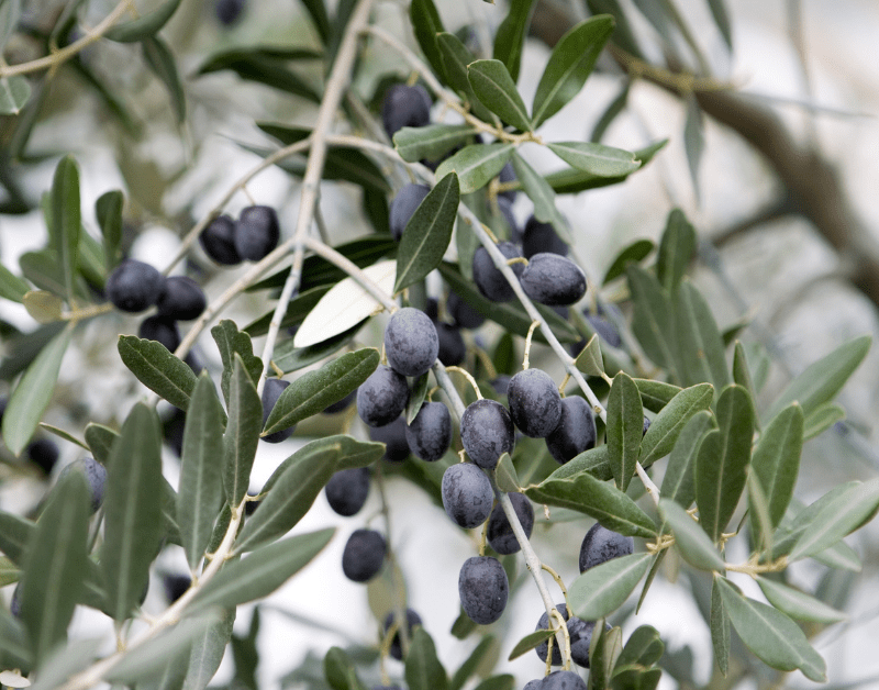 Αύξηση Μεγέθους και Βάρους καρπών σε επιτραπέζια ελιά ποικιλίας Καλαμών 